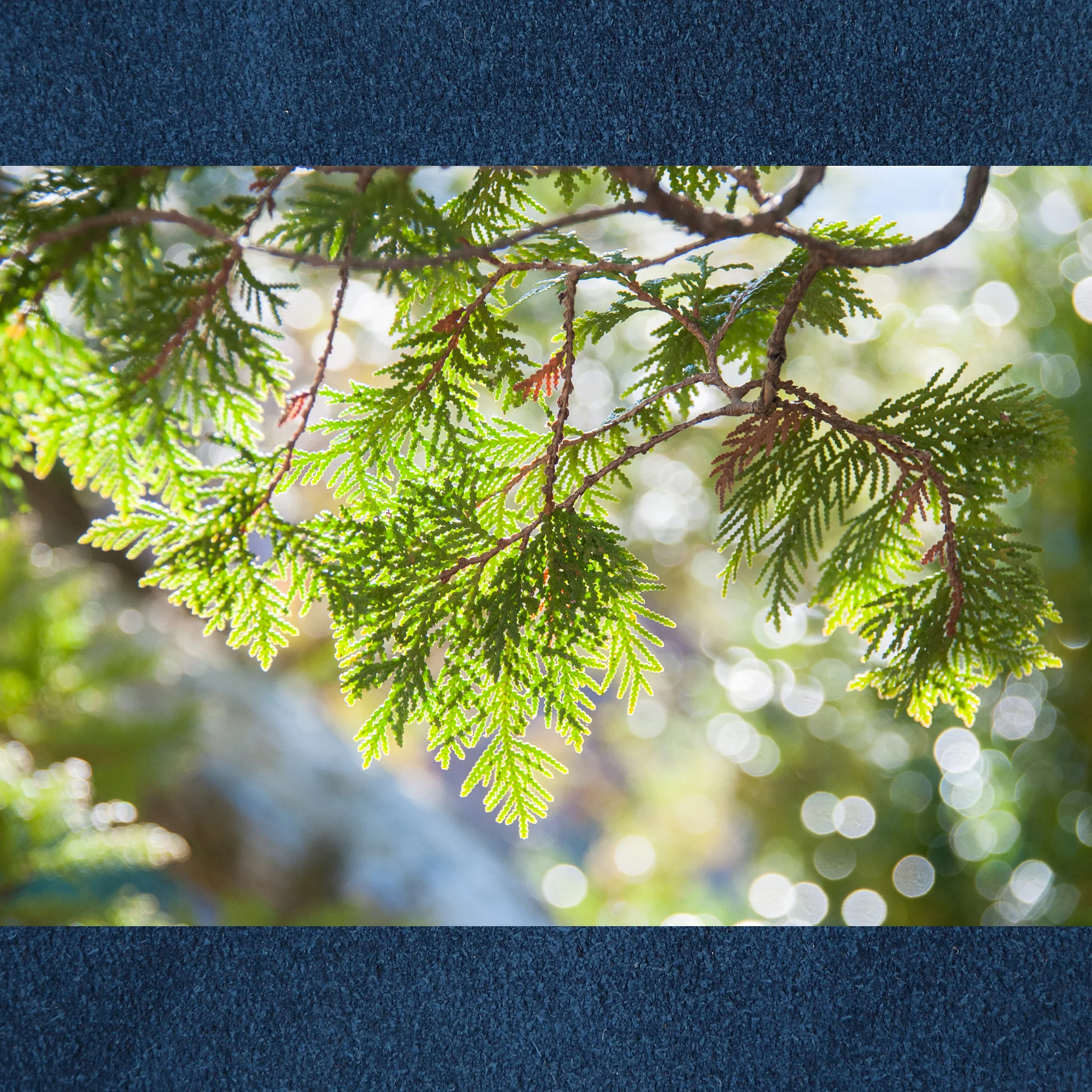 Cedar & Blue Suede Fragrance Oil