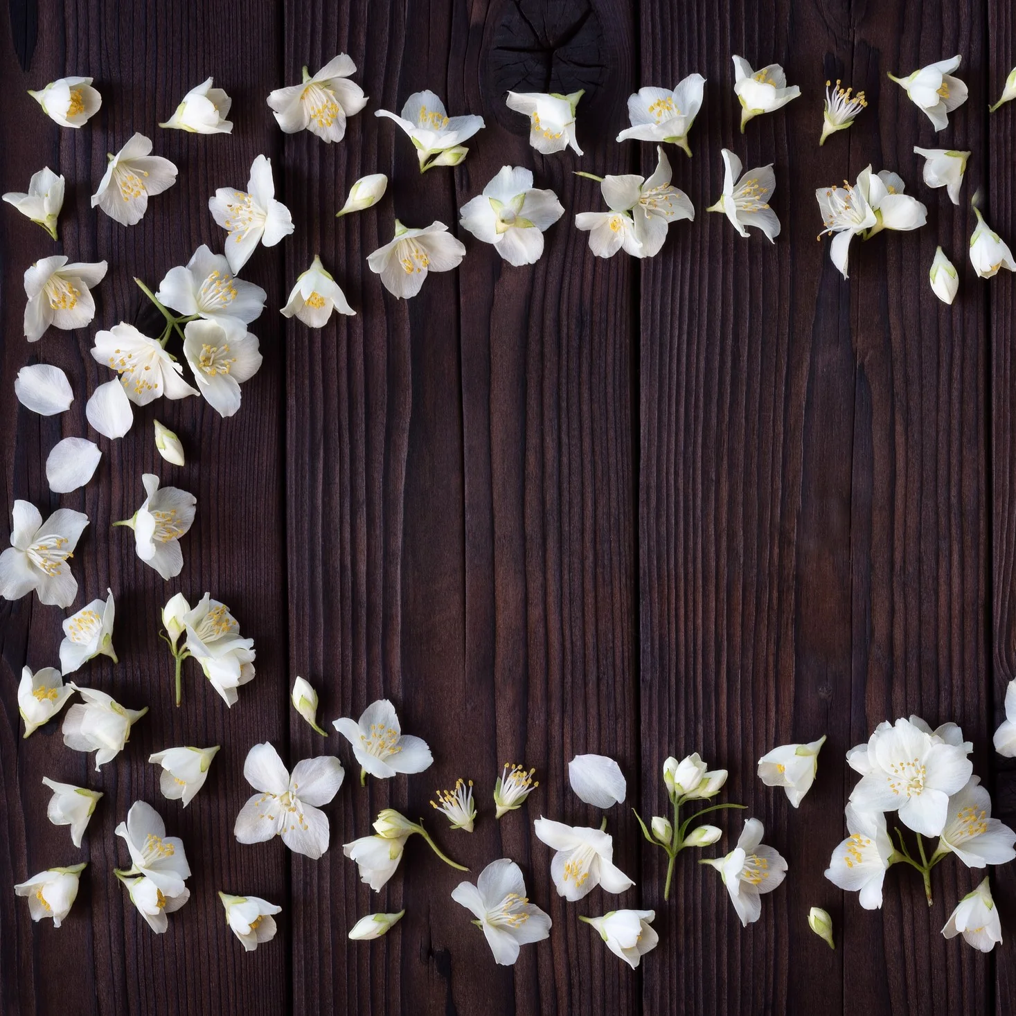 Natural Jasmine & Cedarwood Fragrance Oil